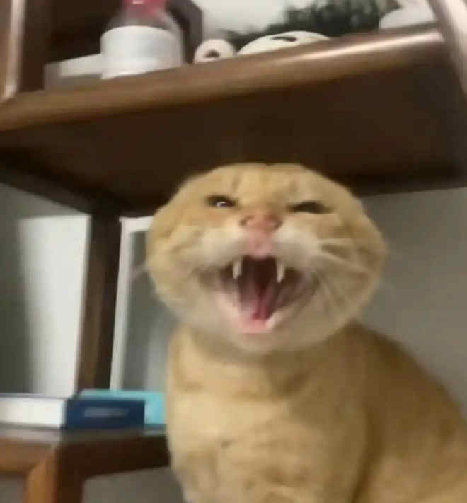 耄耋蜘蛛猫